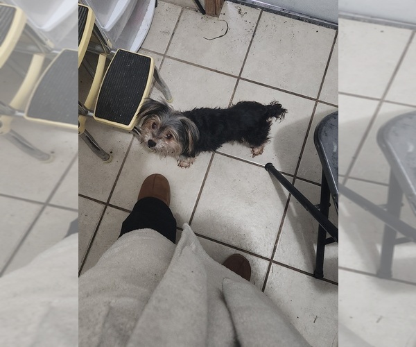 Medium Photo #1 Yorkshire Terrier Puppy For Sale in KYLE, TX, USA