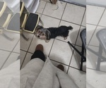 Small Photo #1 Yorkshire Terrier Puppy For Sale in KYLE, TX, USA