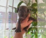 Small #4 Cane Corso