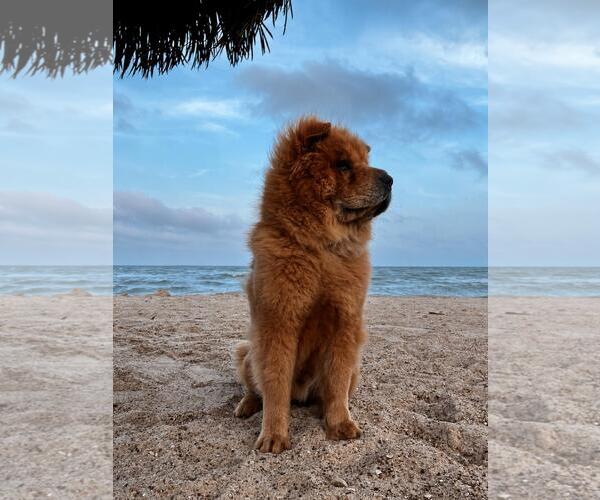 Medium Photo #2 Chow Chow-Unknown Mix Puppy For Sale in Rockwall, TX, USA