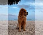 Small #1 Chow Chow Mix