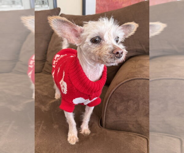 Medium Photo #3 Maltese Puppy For Sale in Mundelein, IL, USA