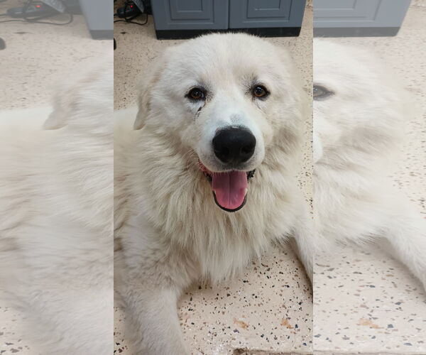 Medium Photo #16 Great Pyrenees-Unknown Mix Puppy For Sale in Houston, TX, USA