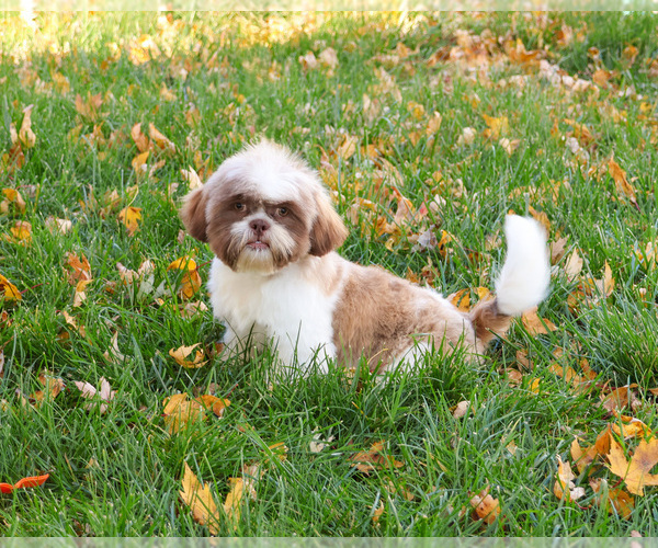 Medium Photo #3 Shih Tzu Puppy For Sale in SYRACUSE, IN, USA