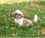 Small #2 Shih Tzu