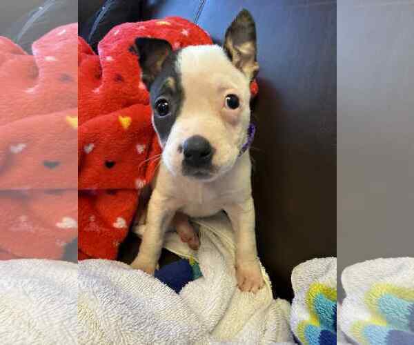 Medium Photo #3 American Staffordshire Terrier-Unknown Mix Puppy For Sale in Holly Springs, NC, USA