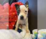 Small #2 American Staffordshire Terrier Mix