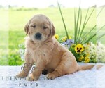Small #2 Golden Retriever