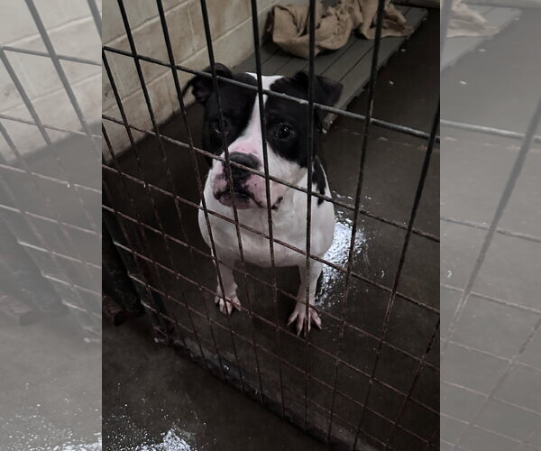 Medium Photo #6 American Staffordshire Terrier-Unknown Mix Puppy For Sale in Jackson, MS, USA