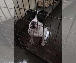 Elvis - Male American Staffordshire Terrier-Unknown Mix Dog for Adoption - Photo #6