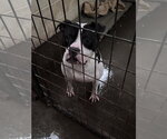Small #5 American Staffordshire Terrier Mix