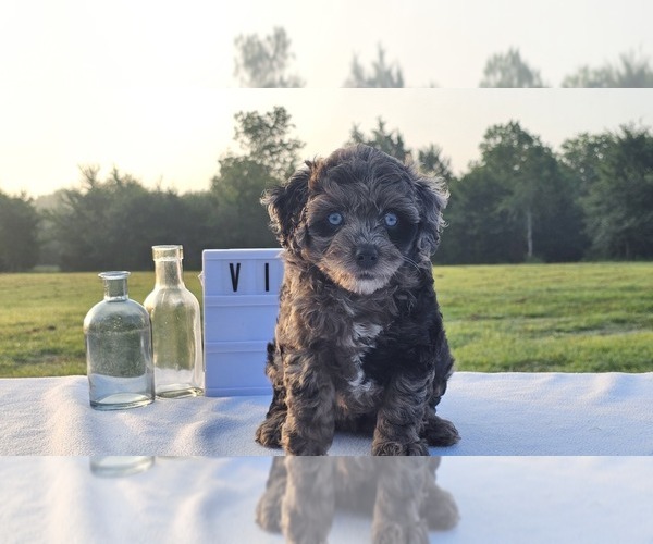 Medium Photo #2 Aussiedoodle Miniature  Puppy For Sale in COLLEGE STA, TX, USA