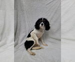 Small #2 Cavalier King Charles Spaniel