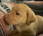 Small #5 Labrador Retriever