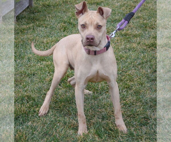 Medium Photo #5 American Staffordshire Terrier-Unknown Mix Puppy For Sale in Huntley, IL, USA
