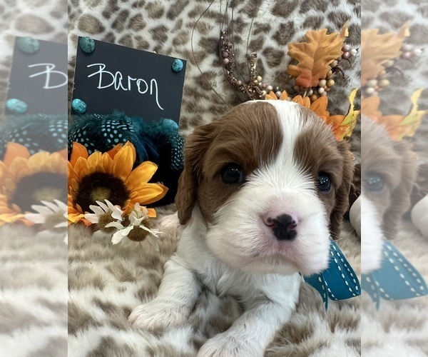 Medium Photo #4 Cavalier King Charles Spaniel Puppy For Sale in ABILENE, TX, USA