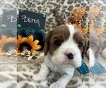 Small #3 Cavalier King Charles Spaniel