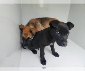 German Shepherd Dog-Unknown Mix Dogs for adoption in Houston, TX, USA