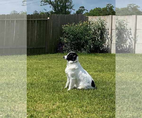 Medium Photo #36 Aussie Pyrenees Puppy For Sale in Houston, TX, USA