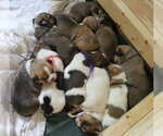 Small #7 Beagle Mix