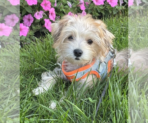 Medium Photo #10 Morkie Puppy For Sale in ROCK STREAM, NY, USA