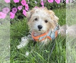 Small Photo #10 Morkie Puppy For Sale in ROCK STREAM, NY, USA