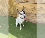 Small #2 Red Heeler Mix
