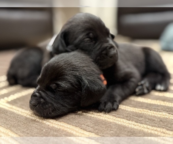 Medium Photo #60 Cane Corso Puppy For Sale in LIVERMORE, CA, USA