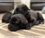 Small Photo #60 Cane Corso Puppy For Sale in LIVERMORE, CA, USA