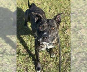 American Staffordshire Terrier Dogs for adoption in Fort Lauderdale, FL, USA