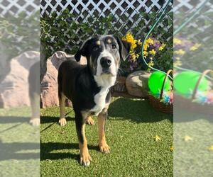 Mutt Dogs for adoption in Oklahoma City, OK, USA