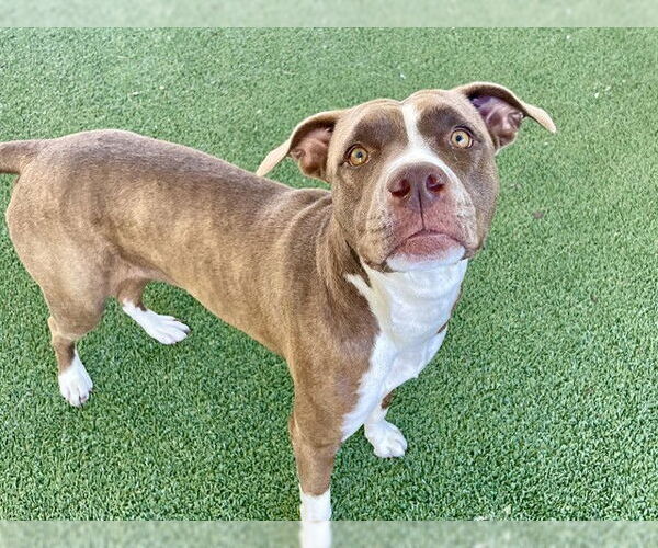 Medium Photo #2 American Staffordshire Terrier-Unknown Mix Puppy For Sale in Tavares, FL, USA