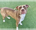 Small #1 American Staffordshire Terrier Mix