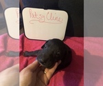 Small Photo #17 Great Dane Puppy For Sale in MINERAL WELLS, TX, USA