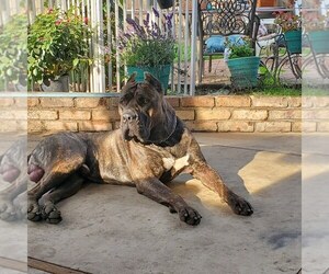 Father of the Cane Corso puppies born on 12/13/2019