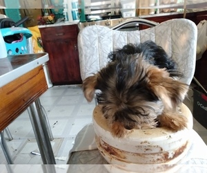 Yorkshire Terrier Puppy for sale in LE ROY, KS, USA