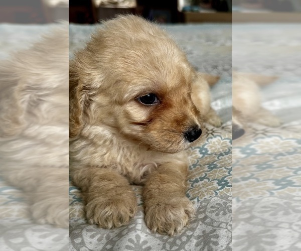 Medium Photo #13 Goldendoodle (Miniature) Puppy For Sale in PENSACOLA, FL, USA