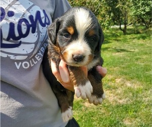 Bernese Mountain Dog Puppy for Sale in LEETONIA, Ohio USA