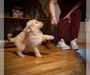 Medium Bernedoodle-Labradoodle Mix