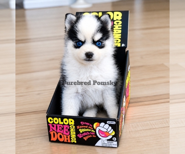 Medium Photo #4 Pomsky Puppy For Sale in KANSAS CITY, MO, USA