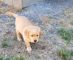 Small Photo #14 Labrador Retriever Puppy For Sale in OLYMPIA, WA, USA