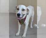 Small Great Pyrenees Mix