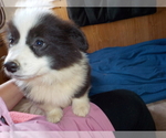 Small Photo #71 Australian Shepherd-Pembroke Welsh Corgi Mix Puppy For Sale in GALLEGOS, NM, USA