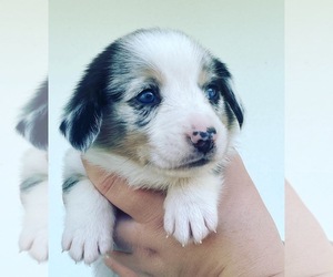 Miniature American Shepherd-Pembroke Welsh Corgi Mix Puppy for sale in PORT SAINT LUCIE, FL, USA