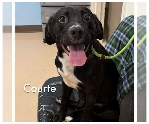 Medium Photo #10 Labrador Retriever-Unknown Mix Puppy For Sale in Boston, MA, USA