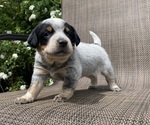 Small #3 Australian Cattle Dog