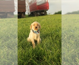 Labrador Retriever Puppy for sale in MAYSVILLE, KY, USA