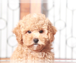 Small #3 Poodle (Toy)