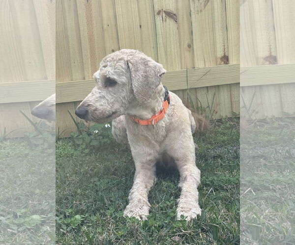 Medium Photo #9 Poodle (Standard) Puppy For Sale in Valrico, FL, USA