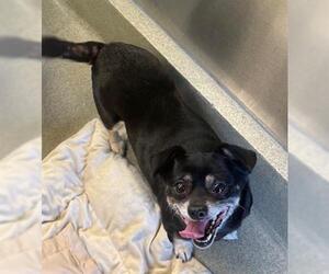 Chihuahua-Unknown Mix Dogs for adoption in San Martin, CA, USA